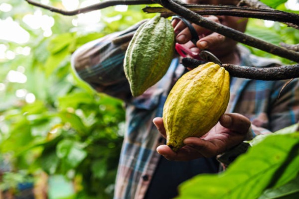 Cocoa Farming And Production in Nigeria