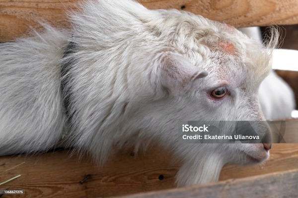 Understanding Bluetongue Disease on Farms_ Prevention and Management)