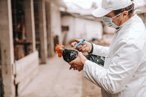 Bird Flu Outbreak_ Essential Insights for Farmers to Protect your Flock