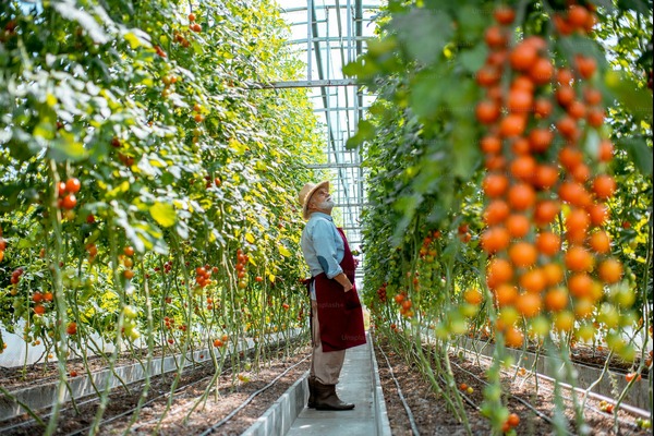 The Food Link-Agriculture Reshaping the Future