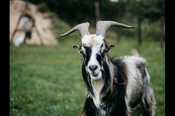 UK Farm Animal Import Ban: Impact of Germany's Foot-and-Mouth Disease Outbreak