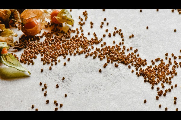 Alternative Proteins Shaping the Future of Agriculture