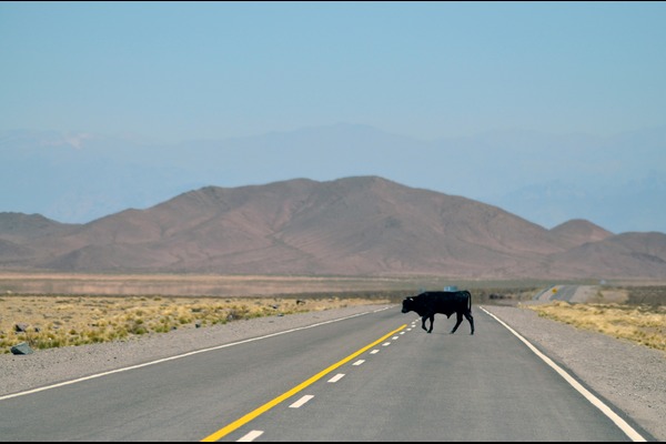 Animal Health and Welfare Guide for Farmers